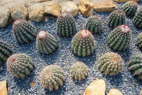 有关ferocactus, 不均匀的, 仙人掌的免费素材图片