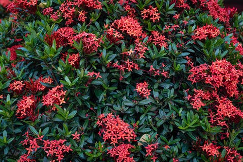 有关Copyspace, 一串, 全画幅的免费素材图片