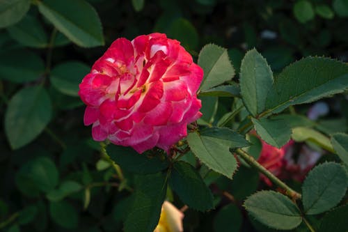 有关光, 公园, 分公司的免费素材图片