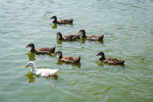 有关侧面图, 动物, 国内的免费素材图片