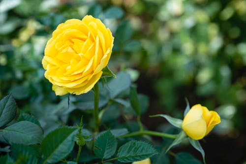 有关公园, 味道, 地平线的免费素材图片