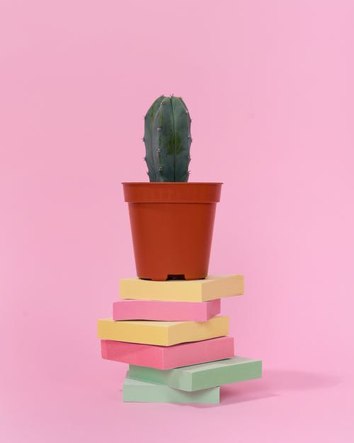 有关仙人掌植物, 仙人掌科, 元素的免费素材图片