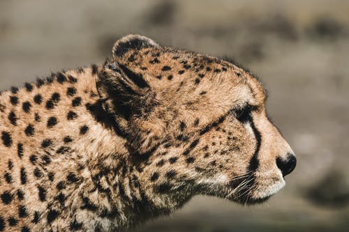 有关动物, 动物园, 动物摄影的免费素材图片