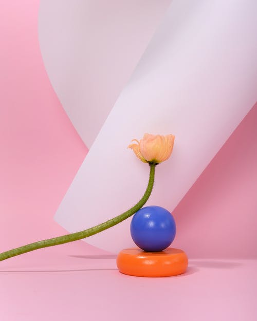 有关创作的, 干, 新鲜的免费素材图片