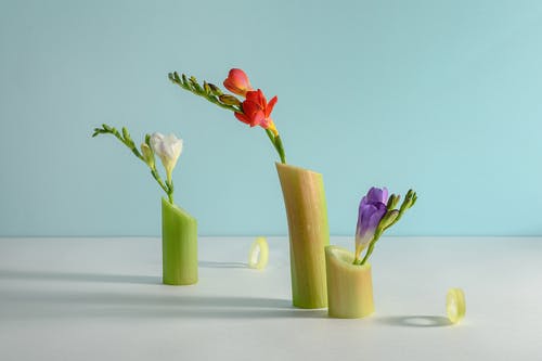 有关元素, 创造力, 增长的免费素材图片