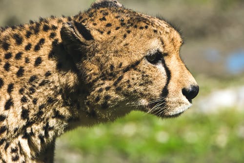 有关动物, 动物园, 动物摄影的免费素材图片