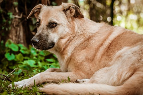 有关休息, 动物, 可爱的免费素材图片