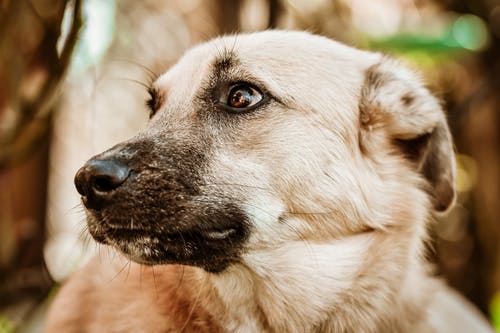 有关动物, 动物摄影, 可爱的免费素材图片