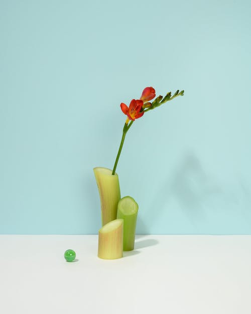 有关元素, 创造力, 增长的免费素材图片