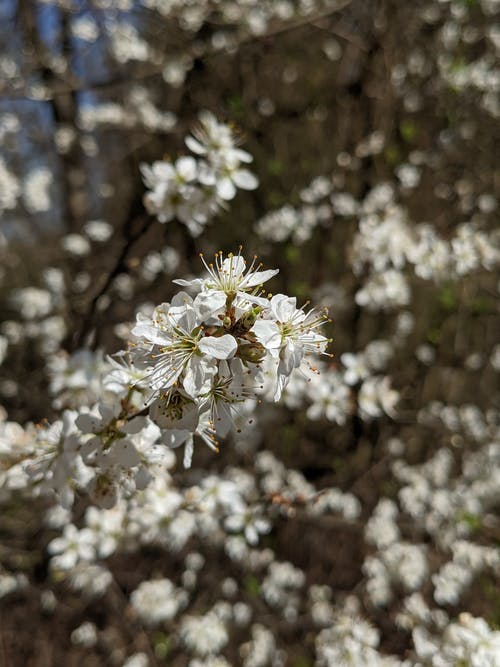 有关分公司, 垂直拍摄, 特写的免费素材图片