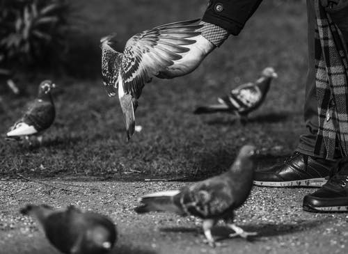 有关人, 动物摄影, 吃的免费素材图片