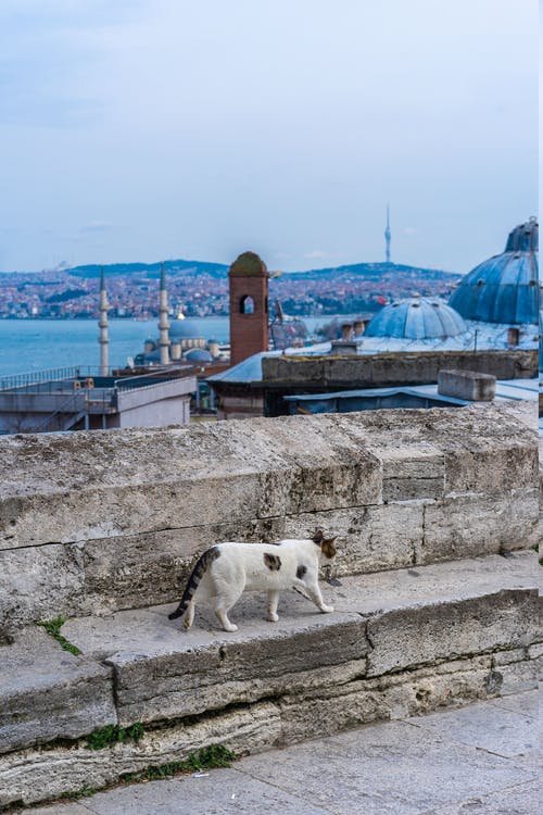 有关不动产, 住, 住宅的免费素材图片