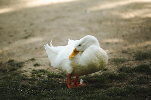有关水禽, 水鸟, 特写的免费素材图片