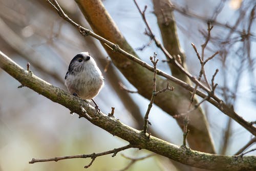 有关低角度拍摄, 分支机构, 动物的免费素材图片