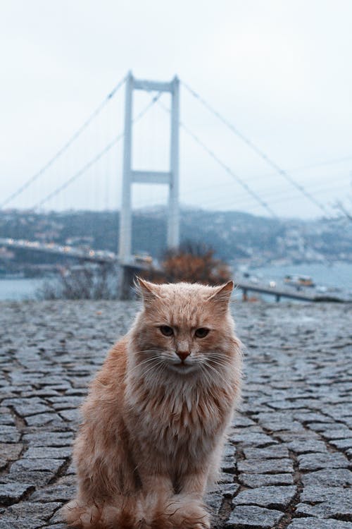 有关公园, 动物, 垂直拍摄的免费素材图片