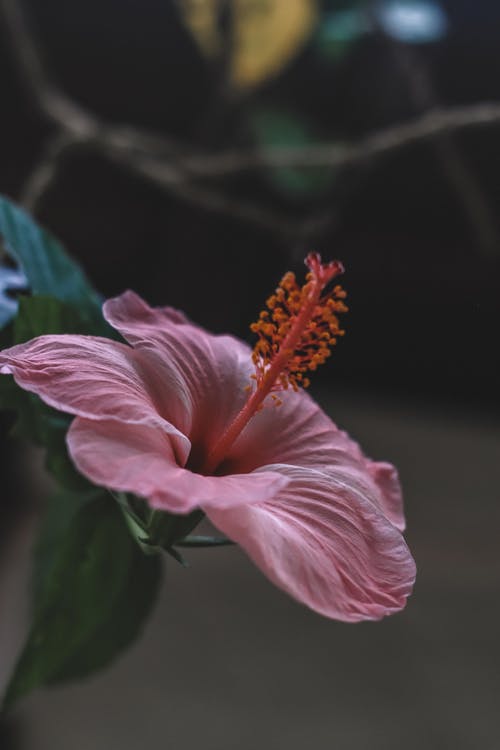 有关增长, 天性, 微妙的免费素材图片