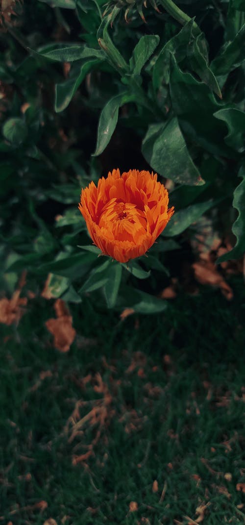有关垂直拍摄, 树叶, 橘色的花的免费素材图片