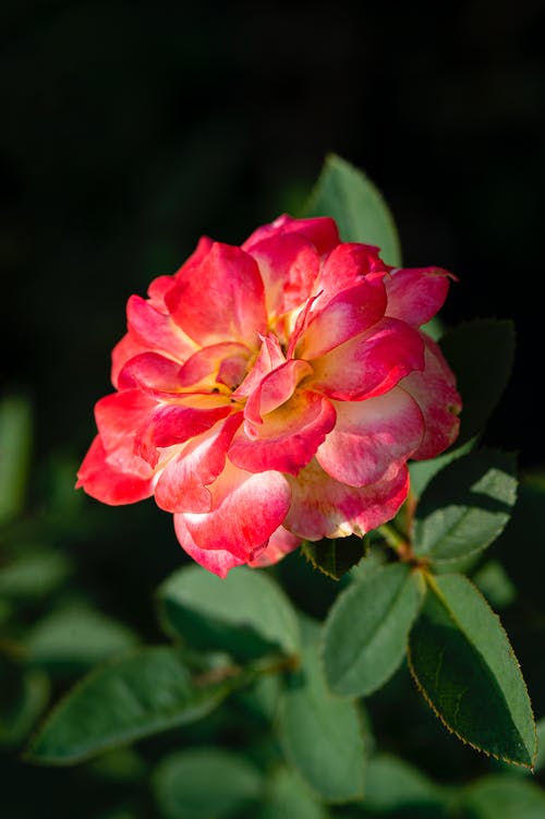 有关光, 分公司, 味道的免费素材图片