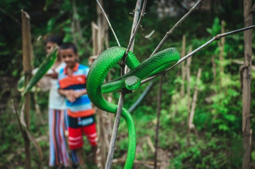 有关Viper 车, 动物, 动物摄影的免费素材图片