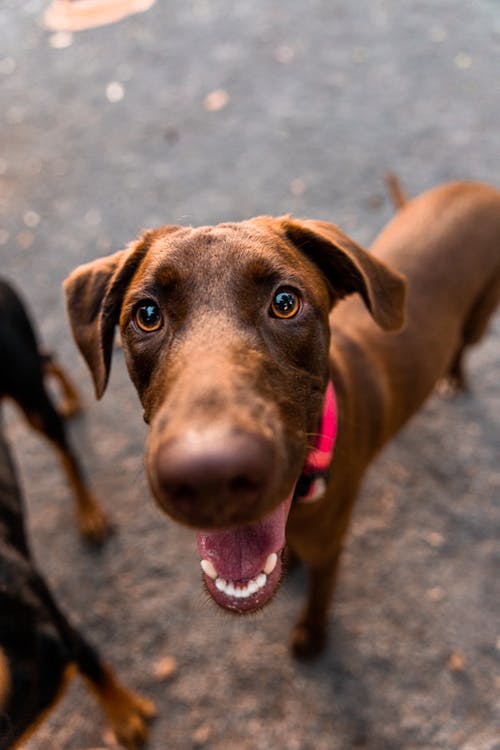 有关动物, 动物摄影, 动物的鼻子的免费素材图片