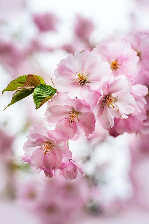 有关垂直拍摄, 模糊的背景, 树叶的免费素材图片