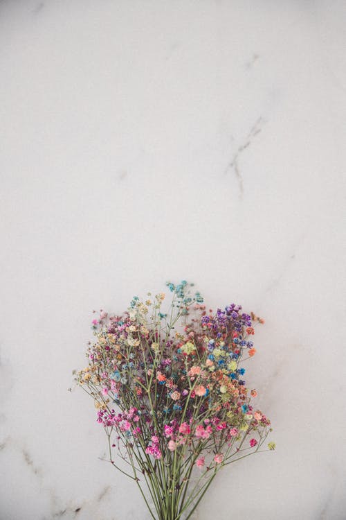 有关垂直拍摄, 植物群, 白色背景的免费素材图片