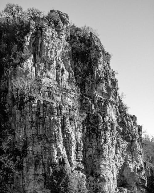 有关单色, 垂直拍摄, 天性的免费素材图片