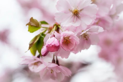 有关模糊的背景, 树叶, 樱花的免费素材图片