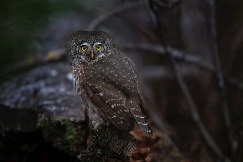 有关分公司, 动物, 坏心情的免费素材图片