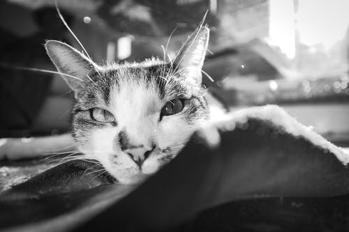 有关bw, 休息, 伴侣的免费素材图片