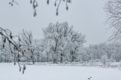 有关冬季, 大雪覆盖, 天性的免费素材图片