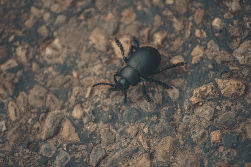 有关地面, 昆虫, 无脊椎动物的免费素材图片