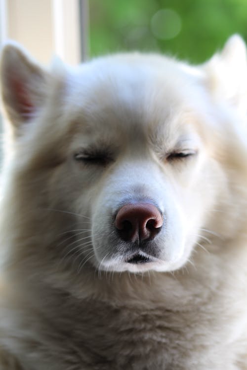 有关动物, 哺乳动物, 垂直拍摄的免费素材图片