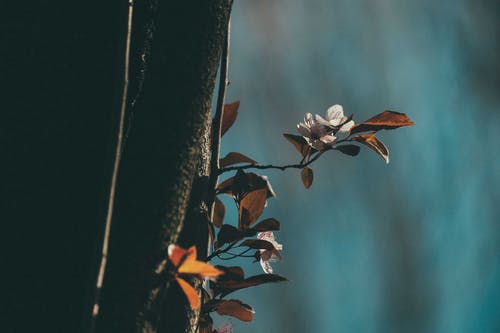 有关公园, 冷静, 分公司的免费素材图片