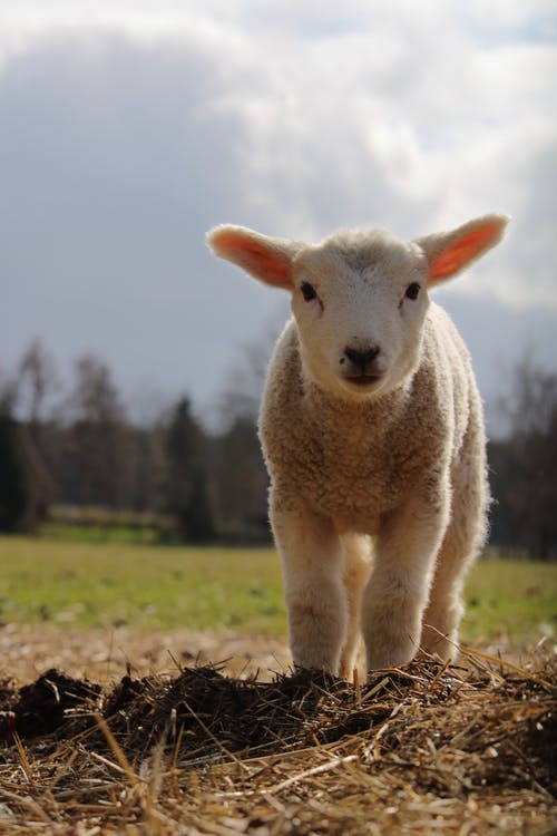 有关哺乳动物, 垂直拍摄, 家畜的免费素材图片