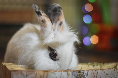 有关兔子, 动物, 可爱的免费素材图片