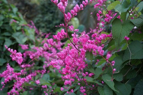 有关增长, 天性, 微妙的免费素材图片