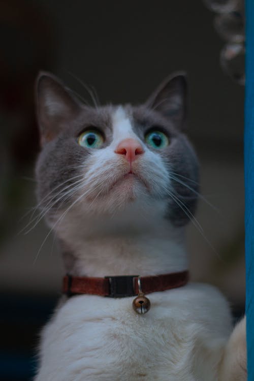 有关倚, 光, 入口的免费素材图片