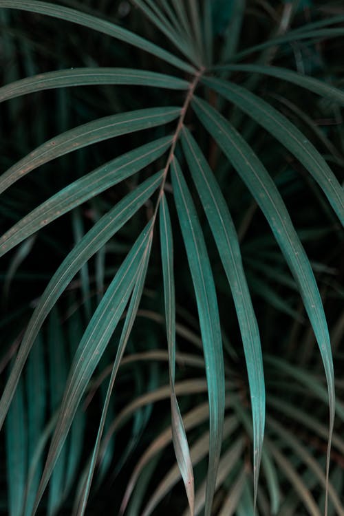 有关图案, 垂直拍摄, 棕榈树叶的免费素材图片