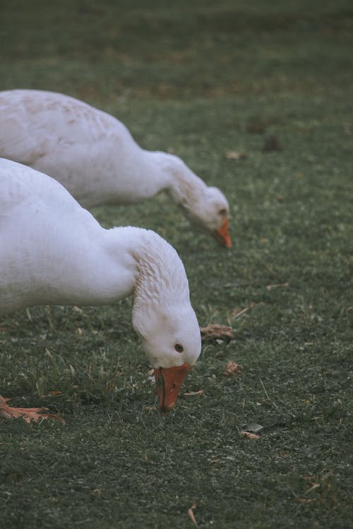 有关一起, 动物学, 动物的免费素材图片