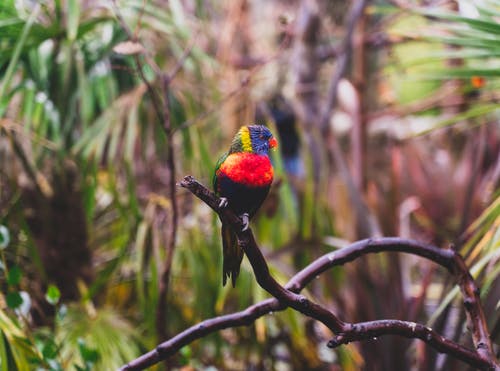 有关公园, 分公司, 动物学的免费素材图片