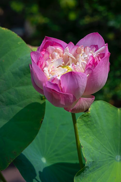 有关垂直拍摄, 户外, 植物群的免费素材图片