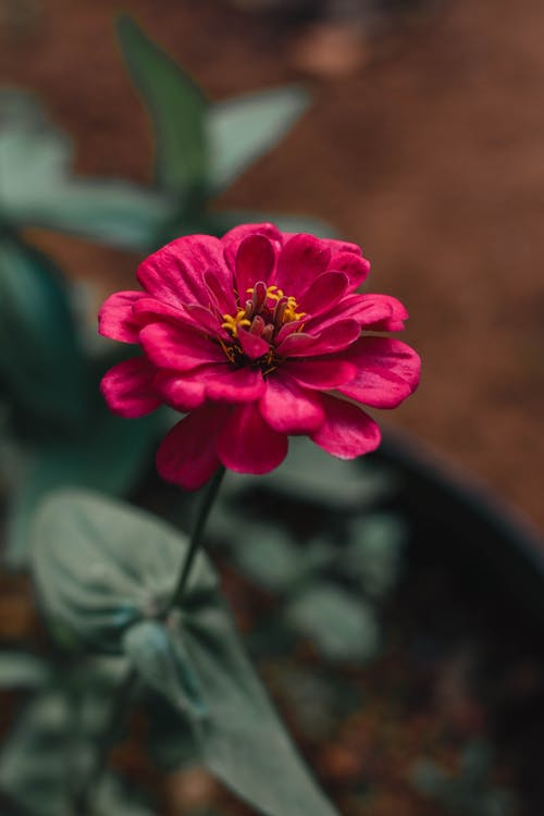 有关垂直拍摄, 植物群, 浅焦点的免费素材图片