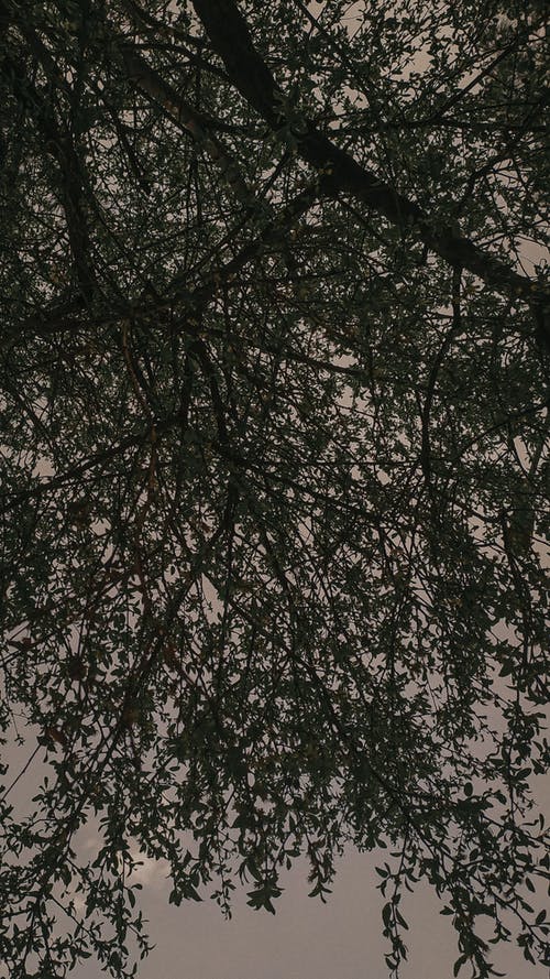 有关低角度拍摄, 分支机构, 垂直拍摄的免费素材图片