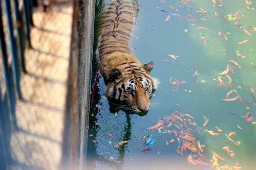 有关俘虏, 凝视, 动物的免费素材图片