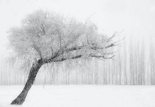 有关下雪, 冬季, 冷的免费素材图片