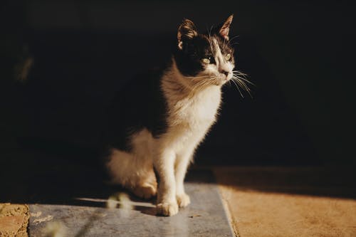 有关动物, 动物摄影, 可爱的免费素材图片