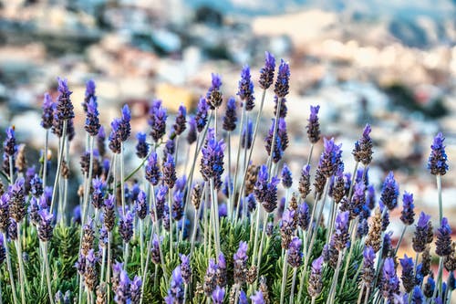 有关增長, 天性, 微妙的免费素材图片