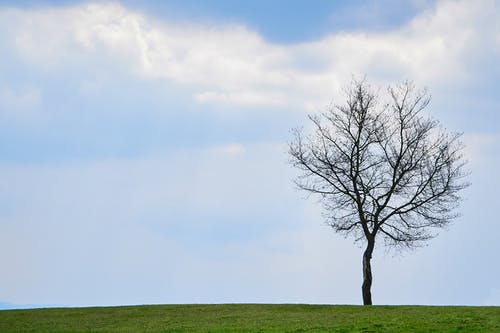 有关乾枯, 光秃秃的, 壁纸的免费素材图片