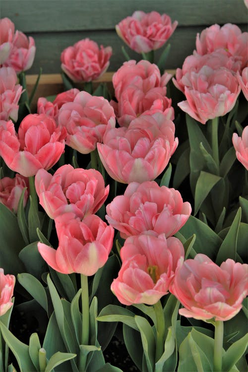 有关垂直拍摄, 粉红色的郁金香, 绽放的花朵的免费素材图片